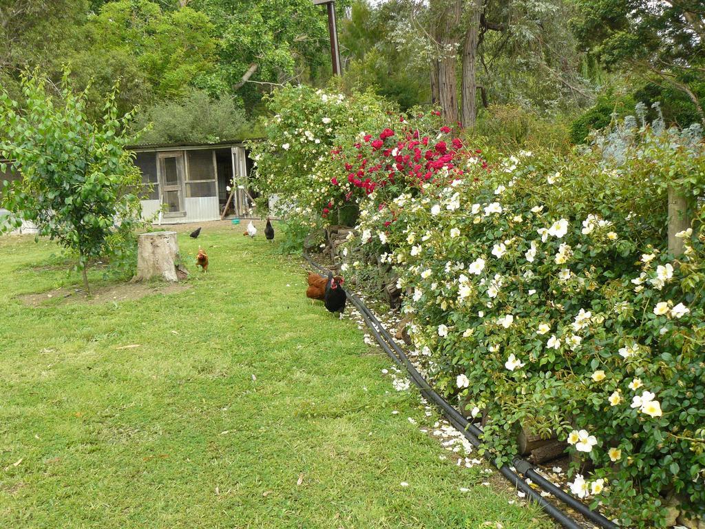 Camawald Coonawarra Cottage B&B الغرفة الصورة